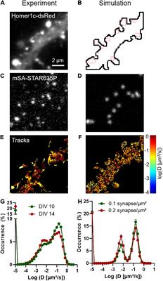 High-Resolution Fluorescence Imaging Combined With Computer Simulations to Quantitate Surface Dynamics and Nanoscale Organization of Neuroligin-1 at Synapses